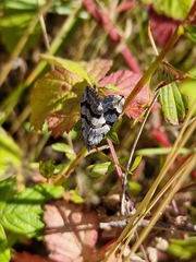 Aplocera plagiata