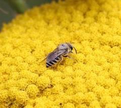 Colletes daviesanus