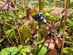 Aplocera plagiata