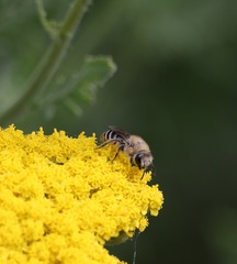 Colletes daviesanus