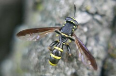 Sphiximorpha subsessilis