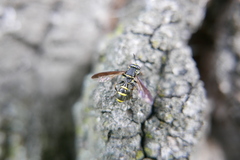 Sphiximorpha subsessilis