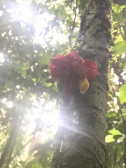Drymonia coccinea