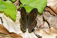 Lasiommata petropolitana