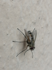 Oestroidea