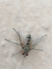 Oestroidea