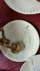 Tylopilus violatinctus