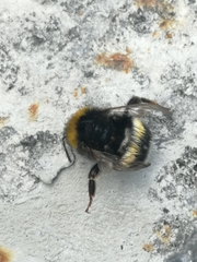 Bombus
