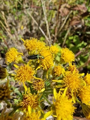 Oedemera nobilis