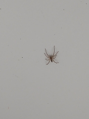 Anyphaenidae
