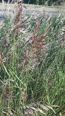 Bromopsis