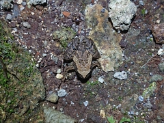 Microhyla palmipes