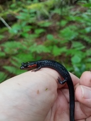 Plethodon jordani