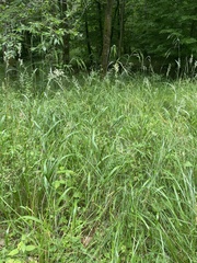 Bromus benekenii