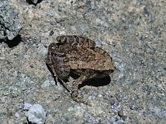Microhyla palmipes