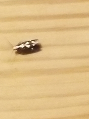 Agnippe prunifoliella