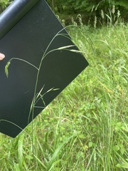 Bromus benekenii
