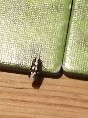 Agnippe prunifoliella