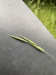 Bromus benekenii