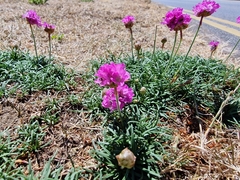 Armeria maritima
