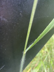 Bromus benekenii
