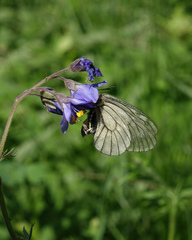 Polemonium caeruleum
