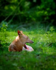 Canis aureus indicus