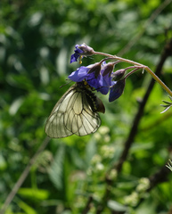Polemonium caeruleum