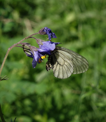 Polemonium caeruleum