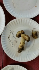 Boletus subluridellus