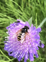 Sericomyia
