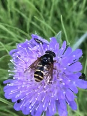 Sericomyia