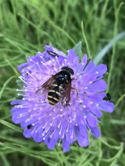 Sericomyia