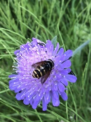 Sericomyia