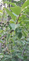Prunus padus