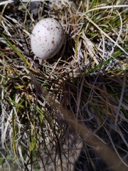 Caprimulgus europaeus