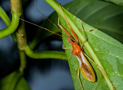 Epidaus bicolor