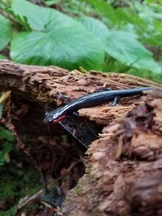 Plethodon jordani