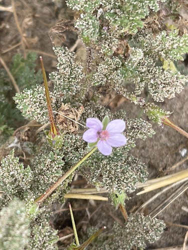 Redstem filaree (Erodium aethiopicum)