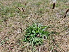 Plantago lanceolata