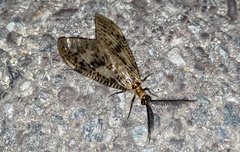 Neochauliodes