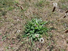 Plantago lanceolata