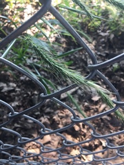Elymus riparius
