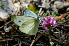 Pieris balcana