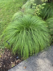 Carex morrowii