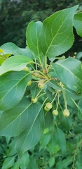 Malus baccata