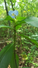 Commelina virginica