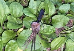 Anoplius samariensis