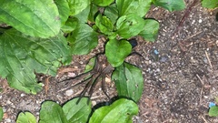 Anoplius samariensis