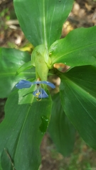 Commelina virginica